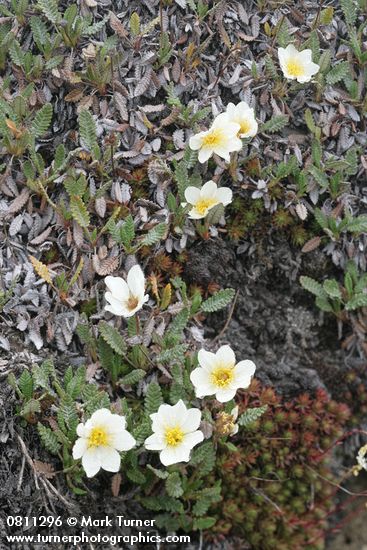 Eightpetal Mountain-avens