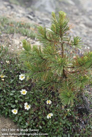 Eightpetal Mountain-avens w/ small Whitebark Pine