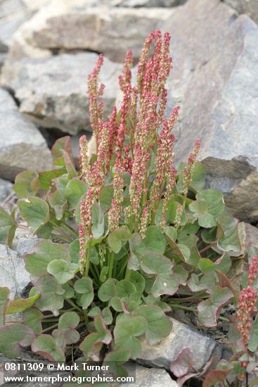 Mountain Sorrel