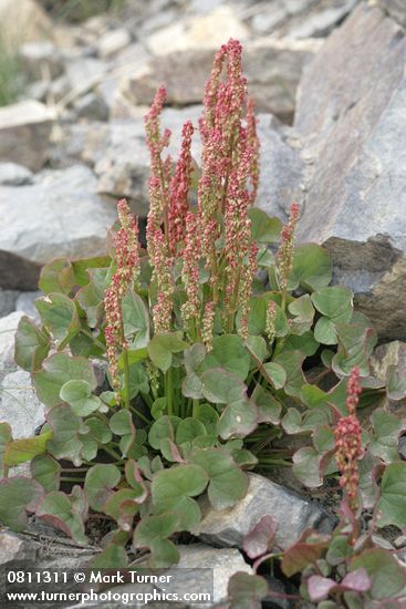 Mountain Sorrel
