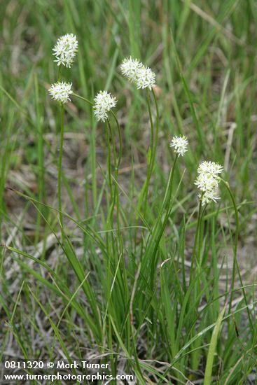 Western False Asphodel