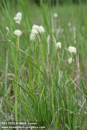Western False Asphodel