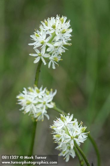 Western False Asphodel blossoms