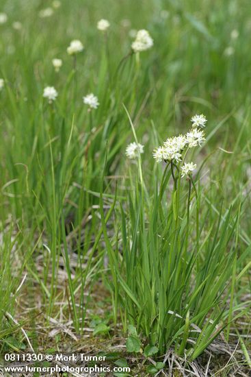 Western False Asphodel