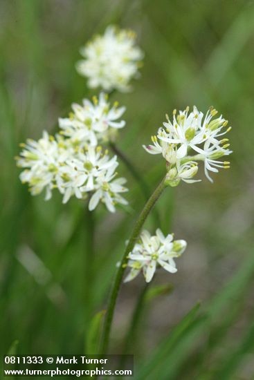 Western False Asphodel blossoms