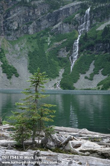 Subalpine Fir on log jam at Rainy Lake outlet w/ waterfall bkgnd