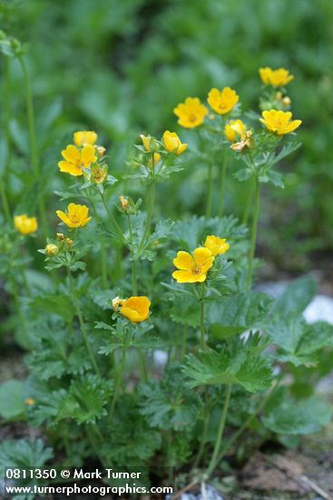 Fan-leaf Cinquefoil