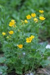 Fan-leaf Cinquefoil