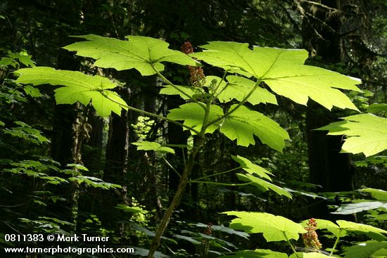 Devil's Club foliage & fruit, backlit