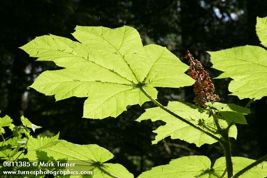 Devil's Club foliage & fruit, backlit