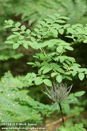 Oval-leaf Huckleberry w/ fungus on stem