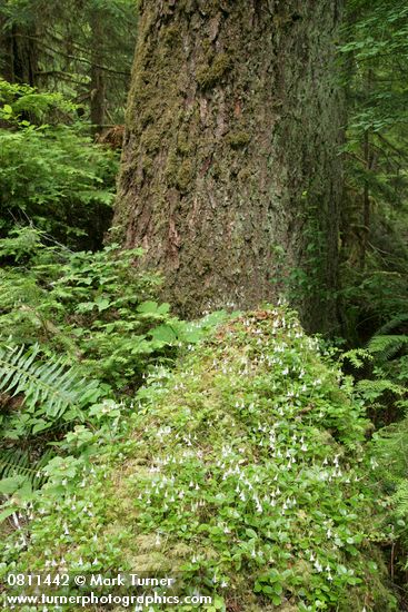 Twinflower among mosses at base of Douglas-fir