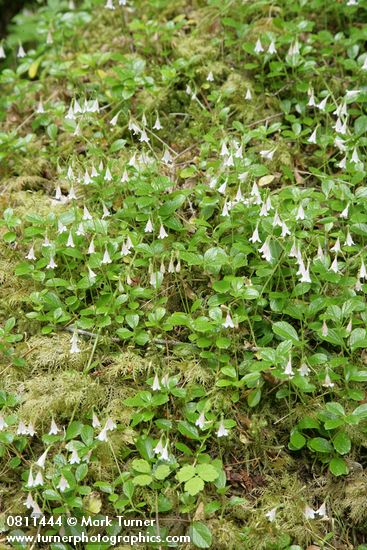 Twinflower among moss