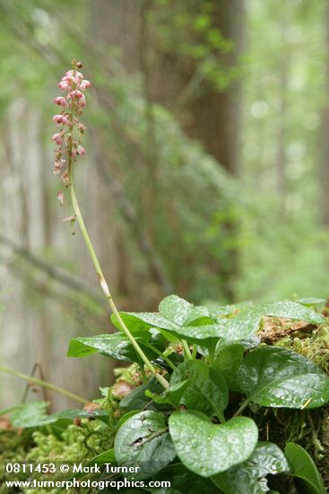 Heart-leaved Pyrola (Pink Wintergreen)