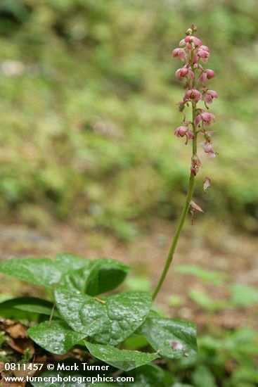 Heart-leaved Pyrola (Pink Wintergreen)