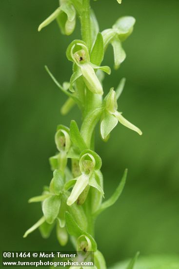 Slender Bog Orchid blossoms