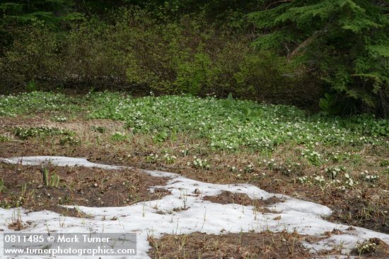 Marsh-marigolds at edge of melting snow
