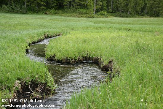 Small stream meanders through wet meadow near Mink Lake