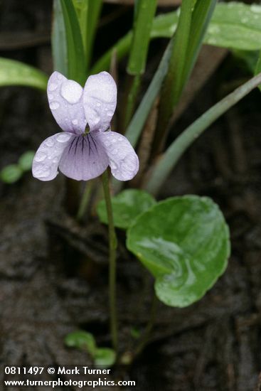 Marsh Violet