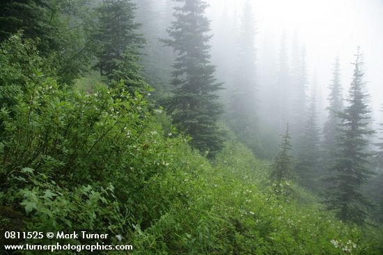 White Rhododendron on steep hillside among Subalpine Firs in fog