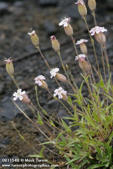 Parry's Catchfly w/ raindrops