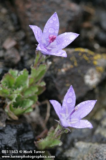 Olympic Harebells w/ raindrops
