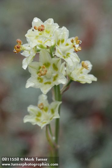 Alpine Death Camas blossoms