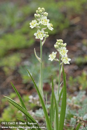 Alpine Death Camas