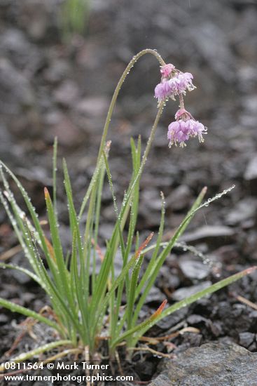 Nodding Onion w/ raindrops