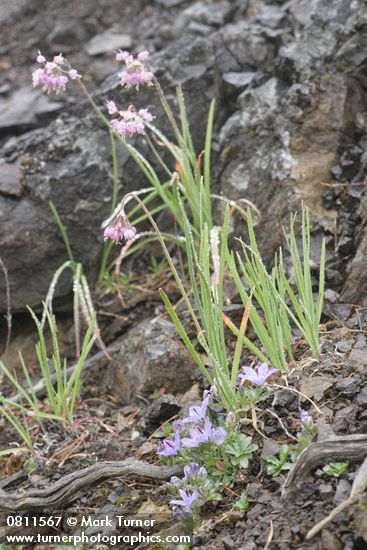 Nodding Onions w/ Piper's Harebells