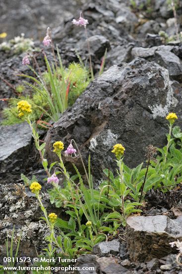 Alpine Goldenrod w/ Nodding Onions
