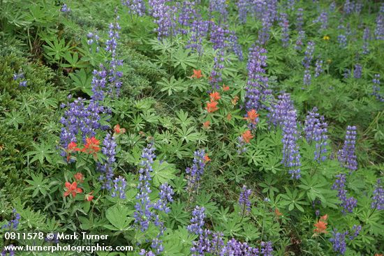 Broadleaf Lupines w/ Giant Red Paintbrush