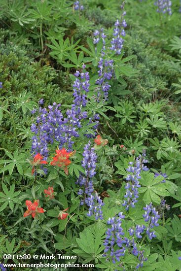 Broadleaf Lupines w/ Giant Red Paintbrush