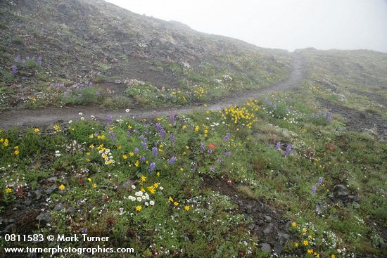 Trail through alpine meadow near Mt. Townsend summit