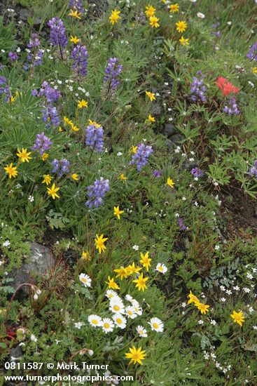 Broadleaf Lupines, Rydberg's Arnica, Olympic Mountain Fleabane, Thread-leaved Sandwort, Giant Red Paintbrush in alpine meadow