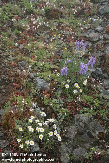 Broadleaf Lupines, Olympic Mountain Fleabane, Columbia Lewisia in rocky alpine meadow