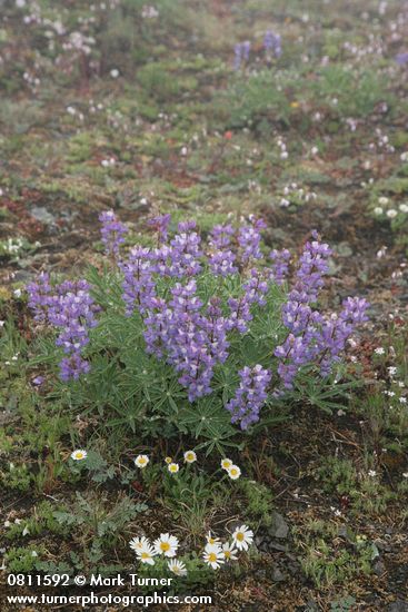 Broadleaf Lupines, Olympic Mountain Fleabane in rocky alpine meadow w/ Columbia Lewisia soft bkgnd