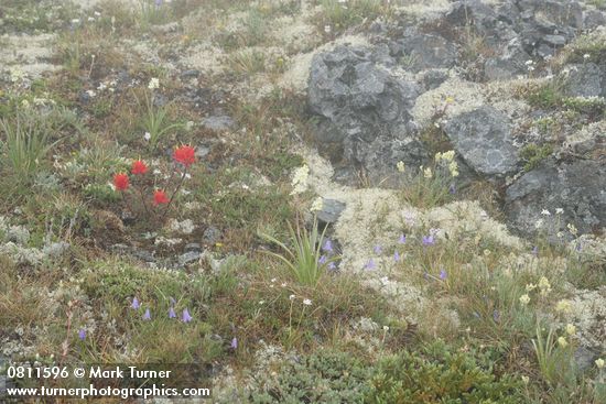 Giant Red Paintbrush, Alpine Death Camas, Scotch Bluebells, Field Locoweed among lichens in rocky alpine meadow