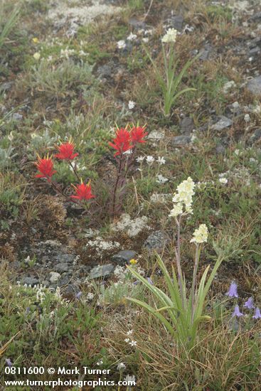 Giant Red Paintbrush, Alpine Death Camas, Scotch Bluebells, Olympic Mountain Fleabane in alpine meadow