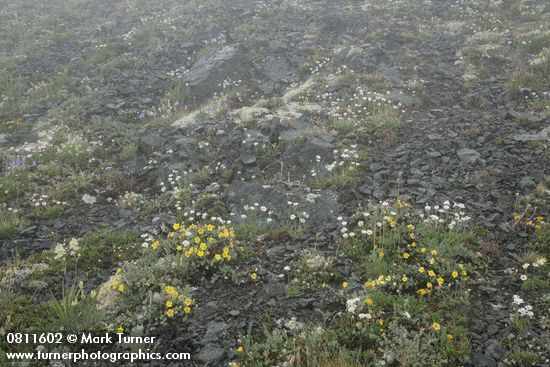 Shrubby Cinquefoil, Alpine Death Camas, Olympic Mountain Fleabane in rocky alpine meadow