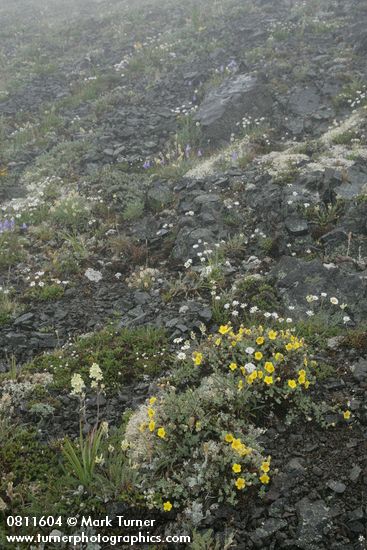 Shrubby Cinquefoil, Alpine Death Camas, Olympic Mountain Fleabane in rocky alpine meadow