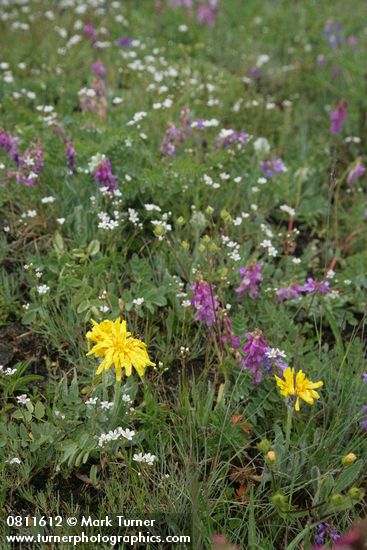 Pale Agoseris among Western Sweetvetch, Thread-leaved Sandwort
