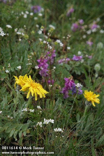 Pale Agoseris among Western Sweetvetch, Thread-leaved Sandwort