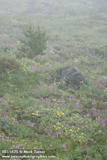 Shrubby Cinquefoil among Western Sweetvetch in foggy alpine meadow