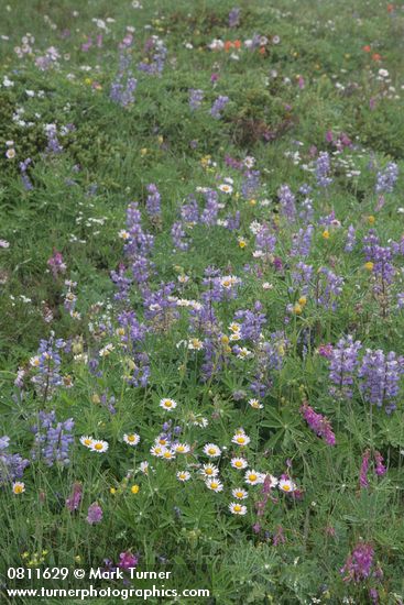 Broadleaf Lupines, Wandering Daisies, Western Sweetvetch in alpine meadow
