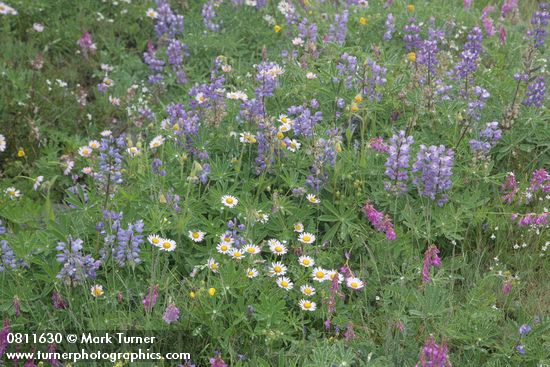 Broadleaf Lupines, Wandering Daisies, Western Sweetvetch in alpine meadow