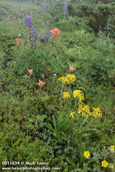 Black-tipped Grounsel w/ Giant Red Paintbrush, Broadleaf Lupines
