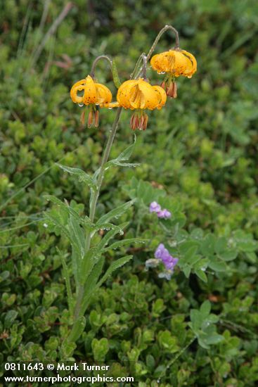Columbia Lily w/ raindrops