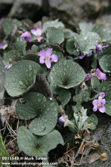 Olympic Violets w/ raindrops