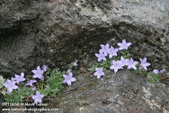 Olympic Harebells in rock crack